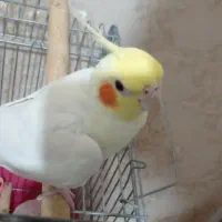 عروس هلندی نر|پرنده|قرچک, شهرک طلائیه|دیوار