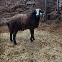 قوچ اصیل شال|حیوانات مزرعه|کرمانشاه, |دیوار