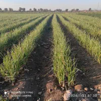 اجاره زمین کشاورزی|اجارهٔ دفتر صنعتی، کشاورزی، تجاری|توکهور, |دیوار