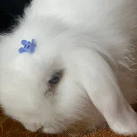 خرگوش لوپ ترکیش|موش و خرگوش|گرگان, |دیوار