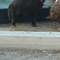 قوچ قره چال|حیوانات مزرعه|گمیشان, |دیوار