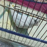 عروس هلندی
