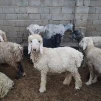 بره چاق درجه یک|حیوانات مزرعه|زرقان, |دیوار