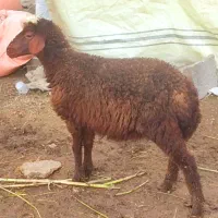 بره ماده افشارمخصوص داشتی پروار قلمدار