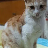 واگذاری گربه خانگی|گربه|رشت, آب و برق|دیوار