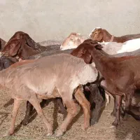 میش داشتی