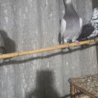 فروشی|پرنده|بندر ترکمن, |دیوار