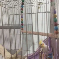 عروس هلندی