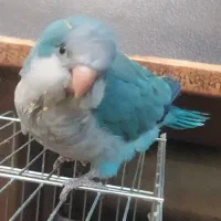 راهب آبی|پرنده|خاوران, |دیوار