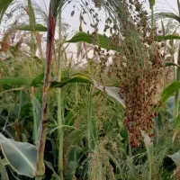 دسته ای ۶۰ هزار زیاد ببری کمتر حساب میکنم|لوازم نظافت|کوهدشت, |دیوار