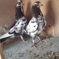 کفتر|پرنده|کرج, خرمدشت|دیوار