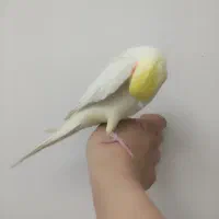 عروس هلندی دستی