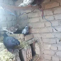 کبوتر|پرنده|گیان, |دیوار