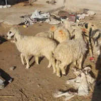بره نر|حیوانات مزرعه|بافت, |دیوار