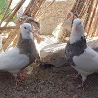 کبوتر طوقی کرمانشاهی