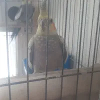 عروس هلندی سرتخم|پرنده|خمینی‌شهر, |دیوار