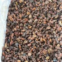 کشمش افتابی مخصوص ابگیری|عمدهفروشی|ششطراز, |دیوار