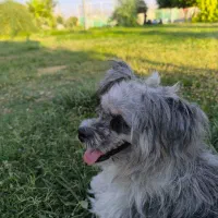 سگ گمشده
