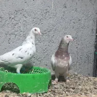 دورگ برای جوجه گیری .درشت کشیده