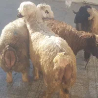 بره پرواری و بره شیری