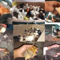 فروش انواع جوجه