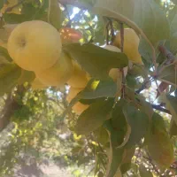 خریدار سیب  زرد و قرمز. روی درخت در باغ هستم