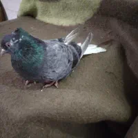 کبوتر دم سفید|پرنده|سوسنگرد, |دیوار