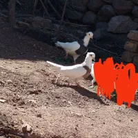 کفتر..کبوتر طوقی جوان