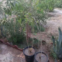 درخت انار