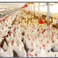 کارگرمرغداری