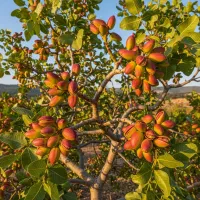 درآمد میلیونی روزانه با فروش نهال