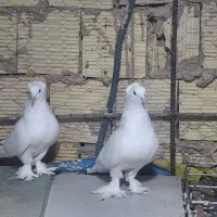 یه جفت کفتر زینتی عروسک
