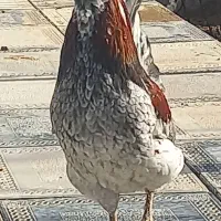 خروس چهل تاج