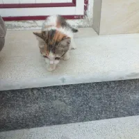 گربه بازی گوش خانگی دوماهه تمیز