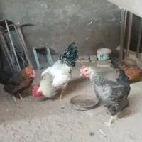 تخم مرغ نطفه دار