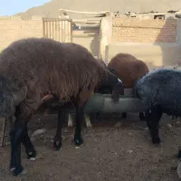 یک عدد قوچ چاق برای قربانی