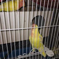 طوطی برزیلی مولد|پرنده|مبارکه, |دیوار