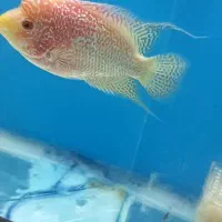 کامفا|ماهی|قم, پردیسان|دیوار