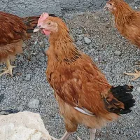 جوجه گلپایگان ۴ ماهه