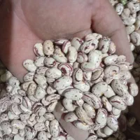 لوبیا چیتی درشت|حراج|نهاوند, |دیوار