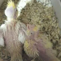 طوطی عروس هلندی جفت لوتینو با 2 تا جوجه قفس ولونه|پرنده|رفسنجان, |دیوار