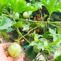 گل یوکا گوجی بری و پشنفروت ارغوانی وپتوس گندمی