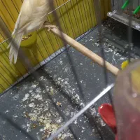 با سلام قناری ماده اماده خوشرنگ وسرحال|پرنده|اندیشه, اندیشه فاز ۱|دیوار