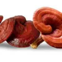 انواع قارچ قوی دارویی