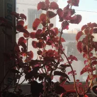 گل حسن یوسف