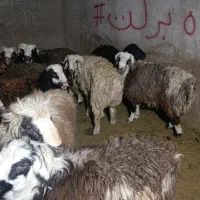 بره نر|حیوانات مزرعه|مرودشت, محمد آباد|دیوار