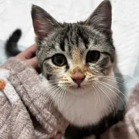 گربه dsh ماده چهارماهه