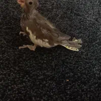 طوطی عروس|پرنده|چمران, |دیوار