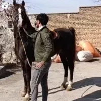 نریان کره توکل عبدالحسینی