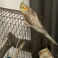 طوطی عروس هلندی